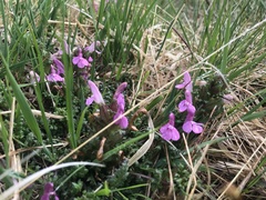 Pedicularis sylvatica