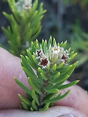 Phylica confusa