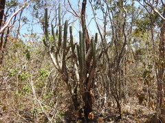 Pilosocereus robinii