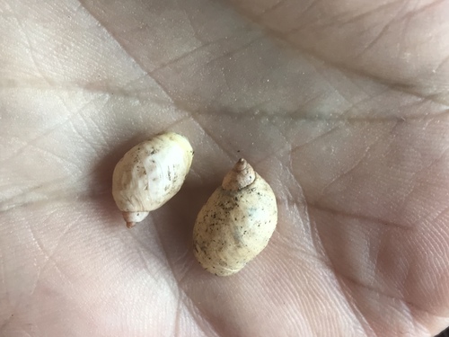 Succinea campestris observed 2018-02-08