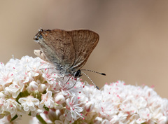 Satyrium auretorum