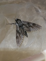 Sphinx maurorum