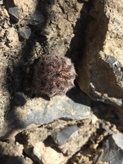 Echinocereus armatus