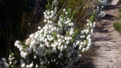 Erica triflora