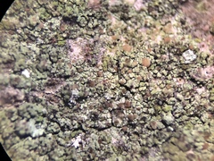 Scoliciosporum pensylvanicum