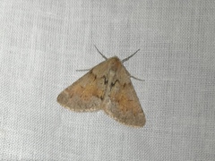 Adalbertia castiliaria