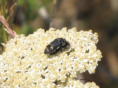 Acmaeoderella flavofasciata