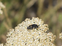 Acmaeoderella flavofasciata