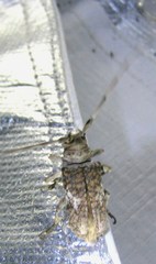 Lochmaeocles tessellatus