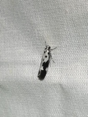 Ethmia quadrillella