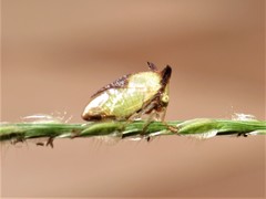Ceresa ustulata