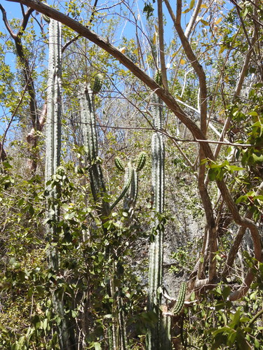 Image of Pilosocereus robinii by (c) amantedarmanin, some rights reserved (CC BY)