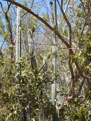 Pilosocereus robinii
