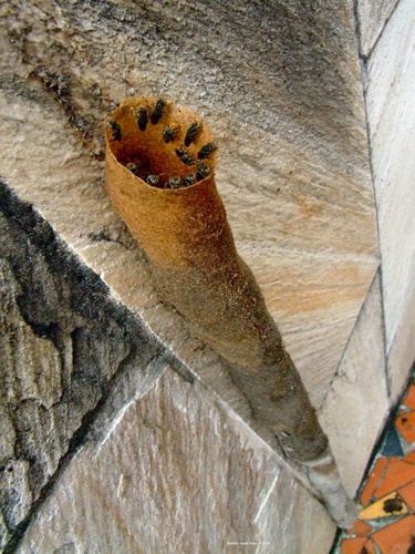 Nannotrigona testaceicornis