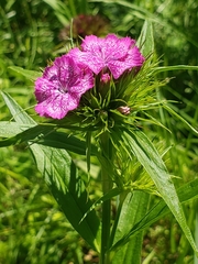 Dianthus barbatus