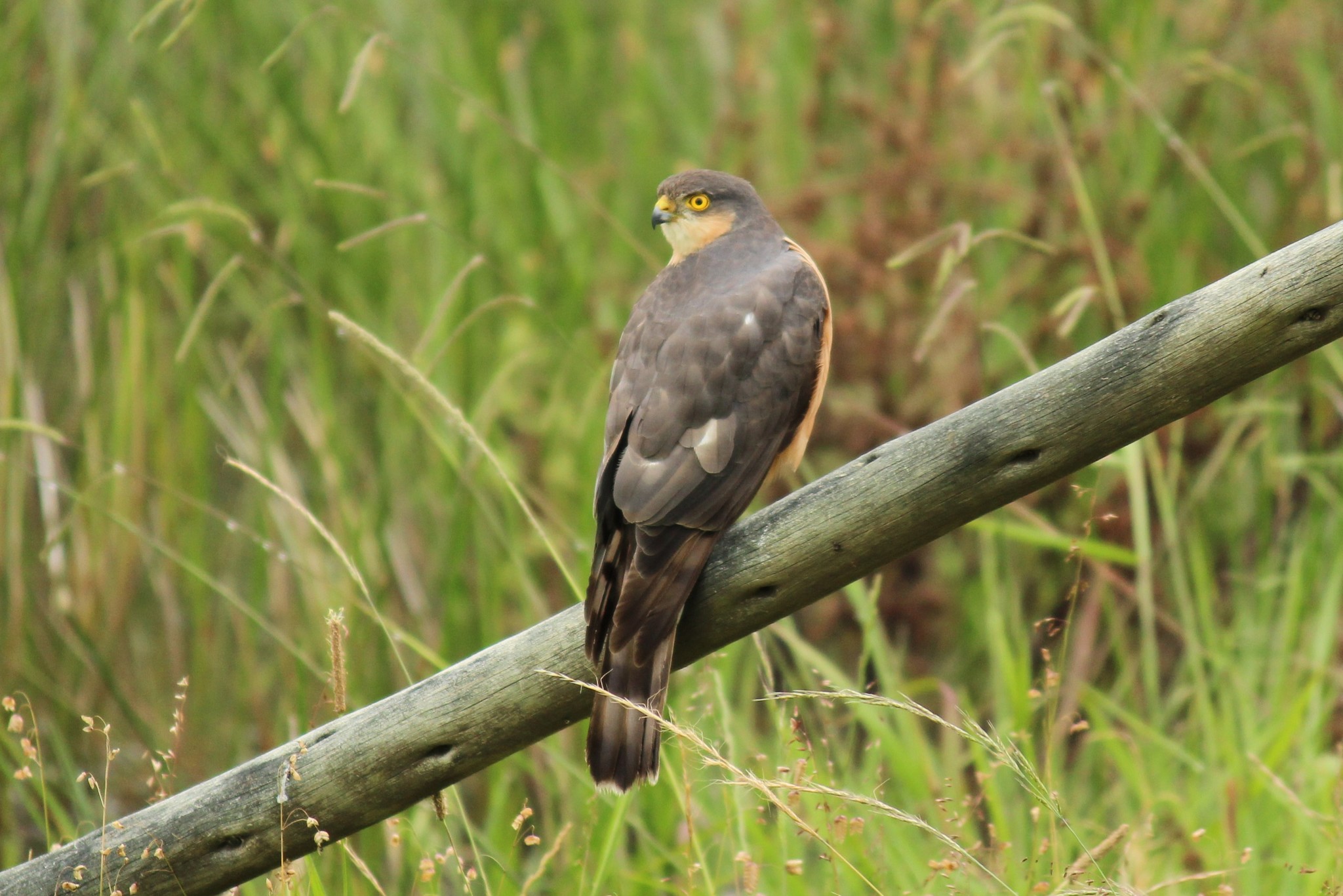 Rufous-breasted Sparrowhawk (Accipiter rufiventris)