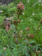 Sanguisorba minor muricata