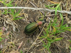 Carabus monilis
