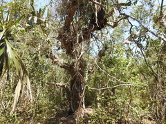 Dendrocereus nudiflorus