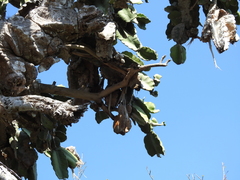 Dendrocereus nudiflorus