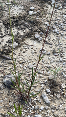 Marshallia caespitosa