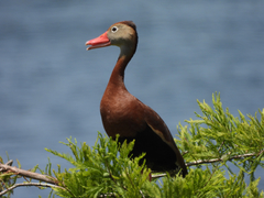 Dendrocygna autumnalis