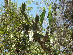 Dendrocereus nudiflorus