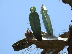 Dendrocereus nudiflorus