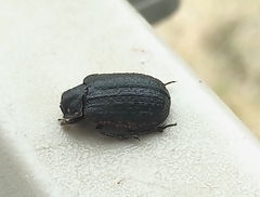 Trox unistriatus