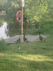 Branta canadensis