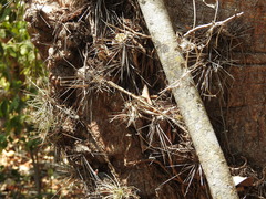 Dendrocereus nudiflorus