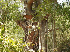 Dendrocereus nudiflorus