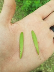 Fraxinus biltmoreana