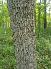 Fraxinus biltmoreana