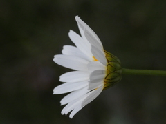 Leucanthemum graminifolium