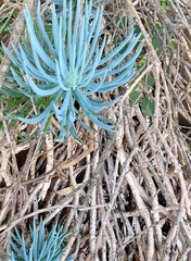 Asteraceae