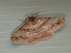 Gastrinodes bitaeniaria