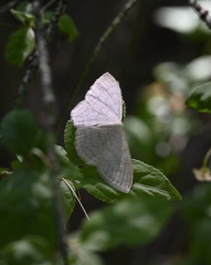 Scopula floslactata