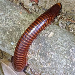 Thyropygus allevatus
