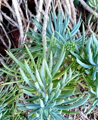 Asteraceae