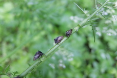 Centrotus