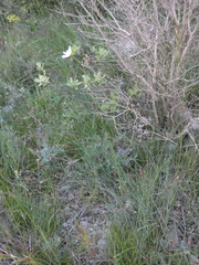 Leucanthemum graminifolium