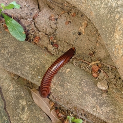 Thyropygus allevatus