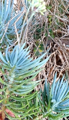 Asteraceae