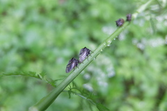 Centrotus