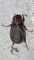 Aplidia etrusca