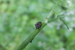Centrotus