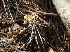 Dendrocereus nudiflorus