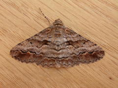 Gastrinodes bitaeniaria