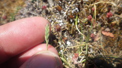 Festuca huonii